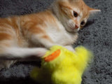 User picture 1